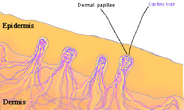 DERMIS1