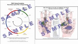 24_HR_and_Palm_chart