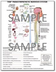 ans-para-chart-sample9