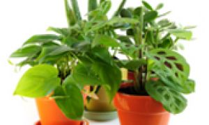 Inexpensive and Natural Dieting Tips!